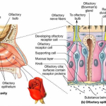 Olfactorysystem